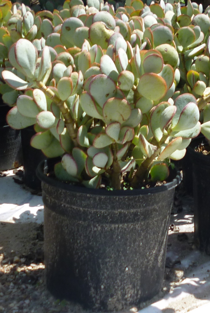 crassula-arborescens-silver-dollar-jade-the-cactus-king